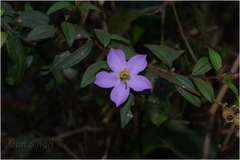 Osbeckia aspera